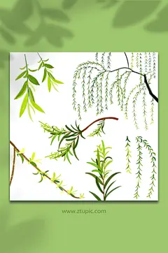 卡通春天柳树柳叶垂柳插画元素