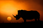 Photograph Rhino Sunrise by Mario Moreno on 500px