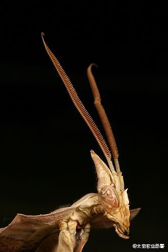 魔幻的灵感idolomantisdiabolica魔花螳螂家族的科幻大片