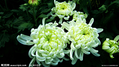 ZyV0mfU0采集到雏菊
