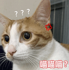 @光野猫Lily
#帮帮##臭蛋# 今天的表情包作业是@小明的爷爷九十岁 家的斑斑和蛋蛋，都是可以加到聊天里的尺寸～ ​​​​