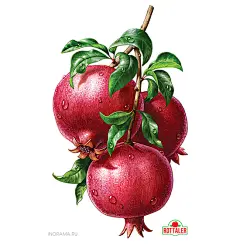 水果与药材插画作品_灵感_设区网