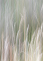 Summer Grasslands