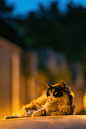 北京初秋的长毛大猫，颜值颇高！ ​​​​