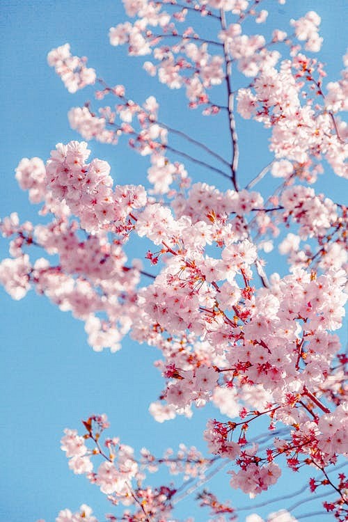樱花树