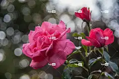 花 花卉背景 花壁纸 美丽的花朵 玫瑰 红玫瑰 粉色的 公园