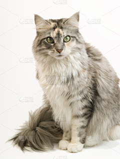 逆流邪风小爬虫采集到猫咪海报