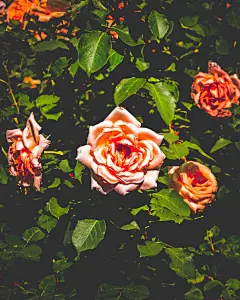 玫瑰花高清摄影素材