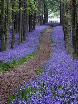 风信子花朵在春天 ，涵盖林地与蓝色的薄雾...