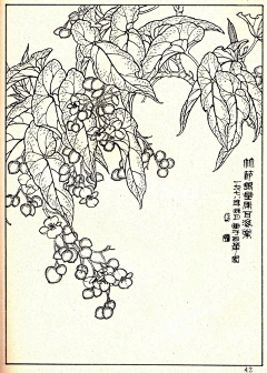 MISS黄的分享空间采集到花卉线描
