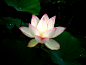 flowers lily pads nature plants water wallpaper (#31268) / Wallbase.cc 荷花。