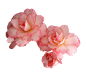 花 (13)