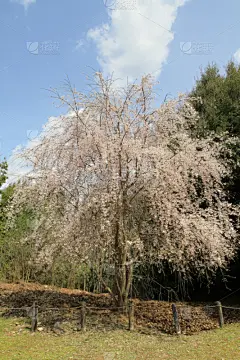 日本,樱花,京都府,岚山,亚洲,自然,垂直画幅,浪漫,图像,花朵