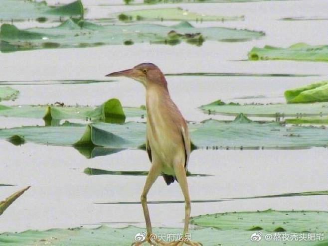 黄苇鳽， 又称大黄鳽。一种脖子长腿也长的...