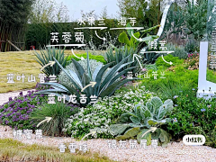 上海五天景观（雕塑）采集到植物 花镜 私家花园