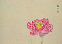 潘志勇采集到花