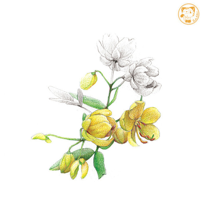 双荚决明系列5