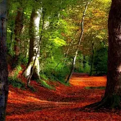 Forest Path, Dublin, Ireland
