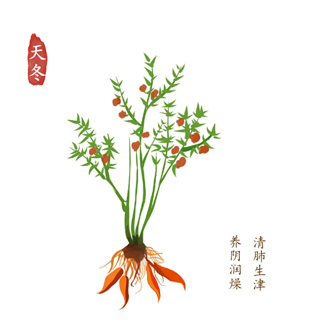 天冬