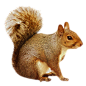 “squirrel png”的图片搜索结果