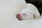 Adorable Newborn Puppies in Their First Three Weeks - My Modern Metropolis