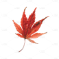 植物4.png