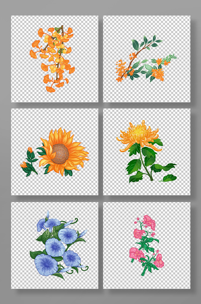 菊花桂花牵牛花葵花秋季植物花卉元素插画