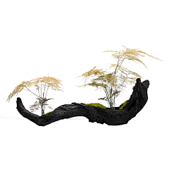 留白CICI采集到花艺