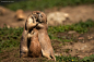 animals love07