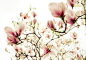 Tulip Magnolia Tree - stock photo#玉兰##摄影#——最美不过玉兰