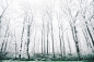trees010
