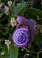 Janthina janthina, common name the purple snail. This species is found worldwide in the warm waters of tropical and temperate seas, floating at the surface.: 