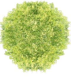 BaRgUBJP采集到植物素材