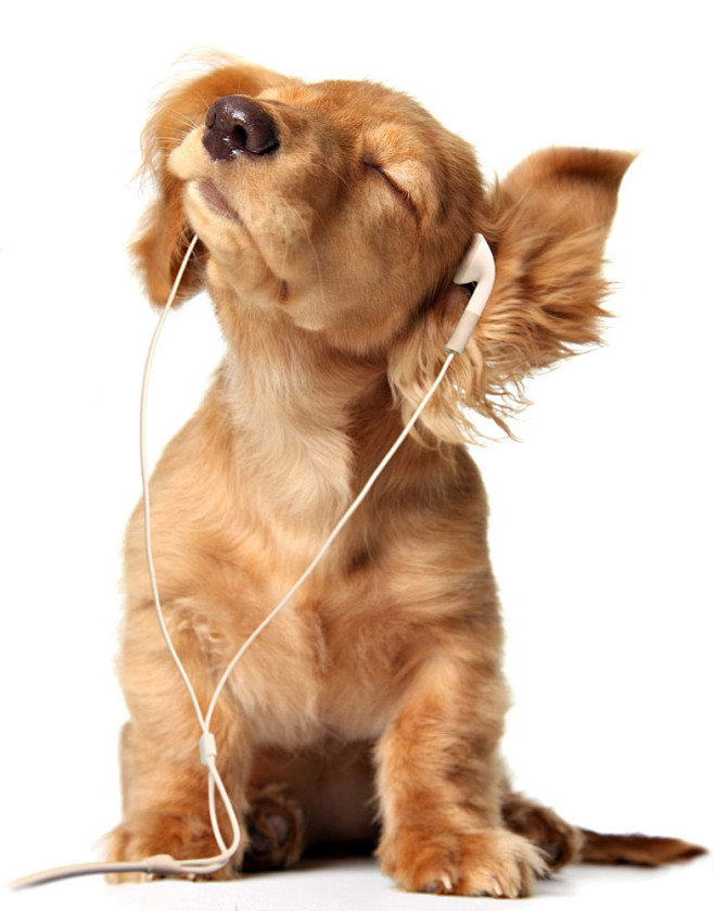 听音乐的小狗图片
