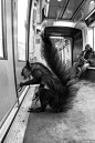 当动物园的动物误闯地铁站！
