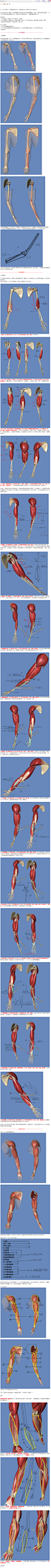(3)手臂肌肉画法_彬姘哈_新浪博客