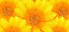 黄色花瓣水珠高清素材 摄影 植物摄影 水珠 海报banner 花瓣 雏菊 风景 黄色背景 背景底图 背景 设计图片 免费下载 页面网页 平面电商 创意素材