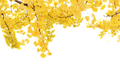 公子如木采集到cos