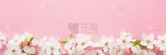 鲜枝白色樱花在浅粉红色的背景。柔和的颜色。美丽的花宽横幅。特写镜头。为鼓舞人心的文字，可爱的引用或积