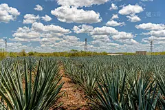 龙舌兰为制造龙舌兰酒而种植龙舌兰的土地。墨西哥,Quintano Roo。