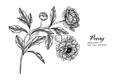牡丹花叶手绘植物插画与线条艺术。插画图片素材