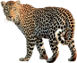 036