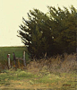 Marc Bohne The Windbreak, 7 x 6 inches, oil on panel-2