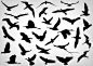 Vector flying birds shilouettes: 