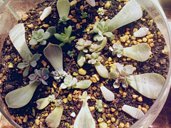 徐犟犟采集到X-多肉植物