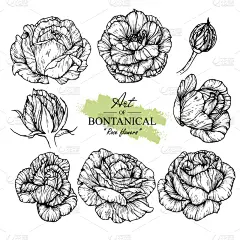 玫瑰,贺卡,浪漫,铅笔,情人节卡,复古风格,植物,背景,剪贴画,线条画