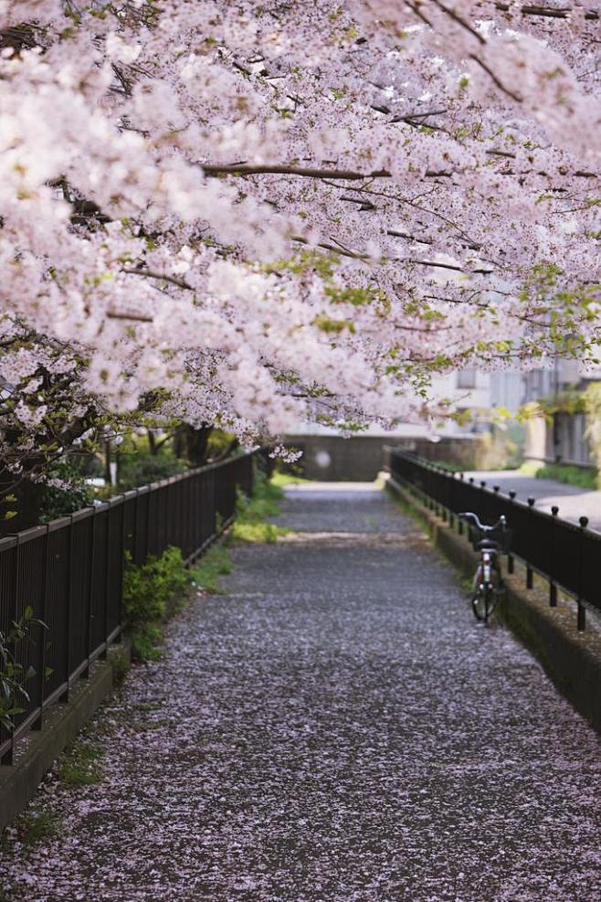 东京，樱花