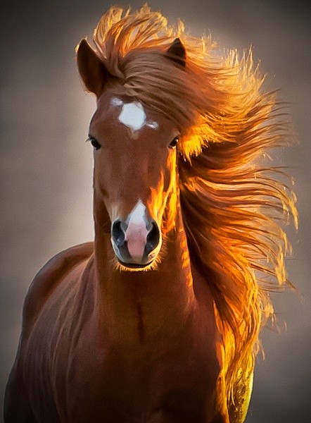 The icelandic horse