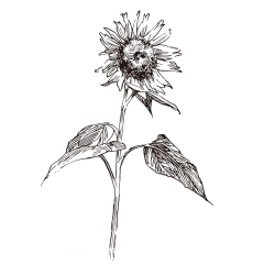 太阳花_PNG线稿素描手绘植物花水仙菊化妆品包装海报平面AI矢量设计素材