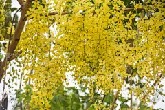 窦,肉桂,卫塞节,灵性,水平画幅,平视角,夏天,特写,泰国,花蕾